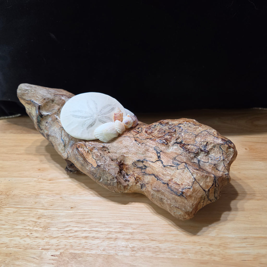 Driftwood Coastal Decor with Sand Dollar & Seashells – Hand Gathered from the Oregon Coast