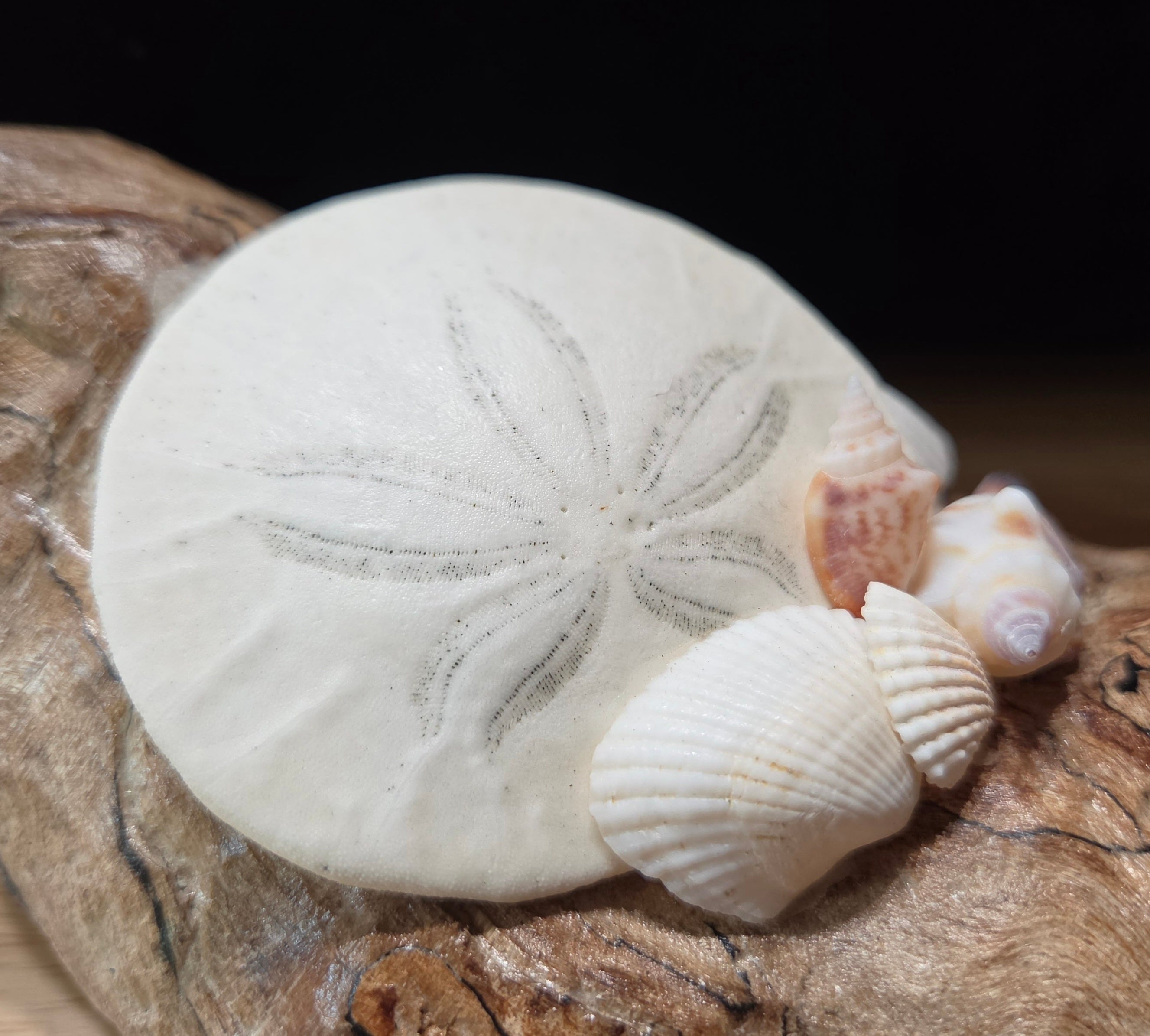 Driftwood Coastal Decor with Sand Dollar & Seashells – Hand Gathered from the Oregon Coast