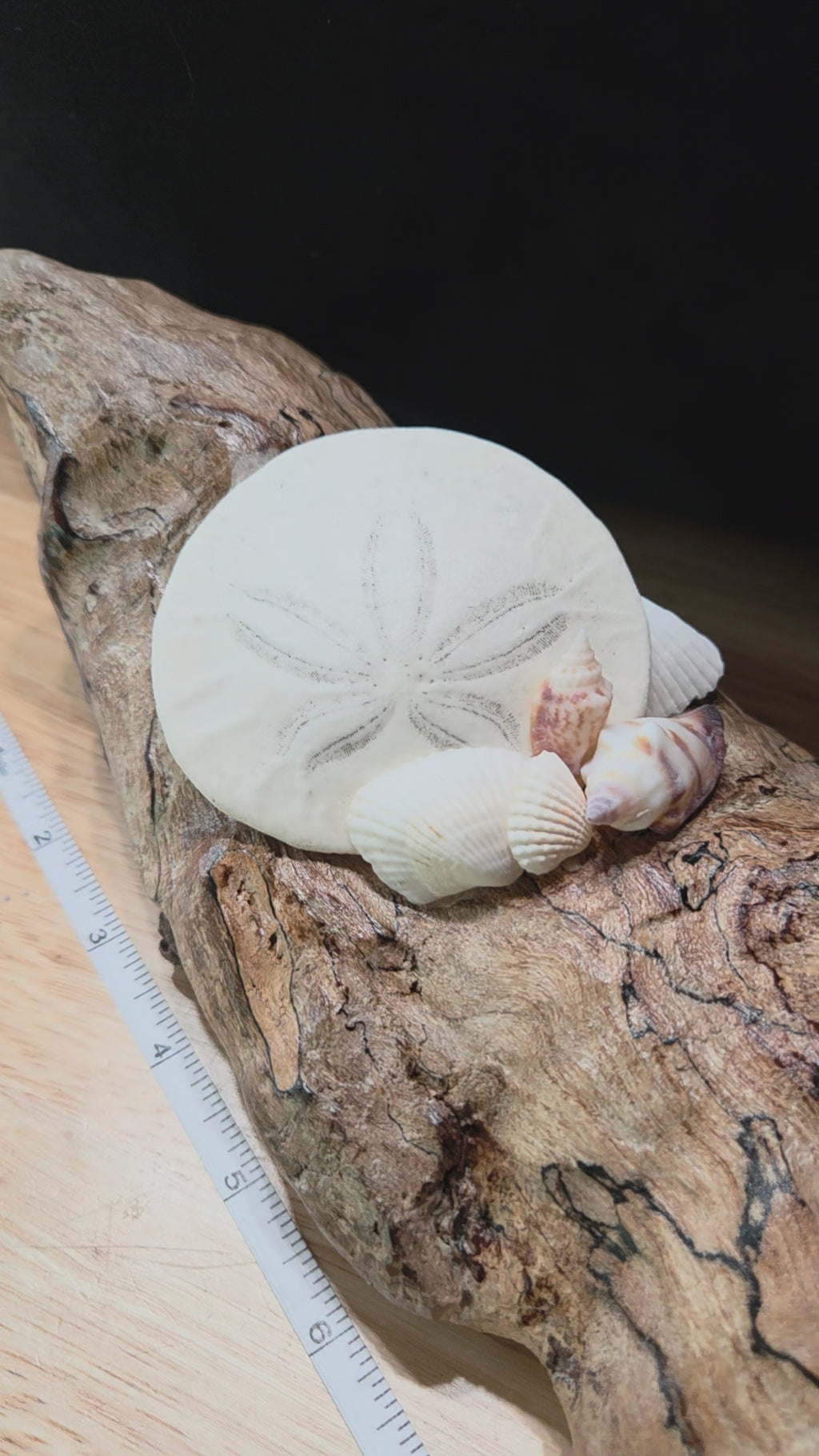 Driftwood Coastal Decor with Sand Dollar & Seashells – Hand Gathered from the Oregon Coast