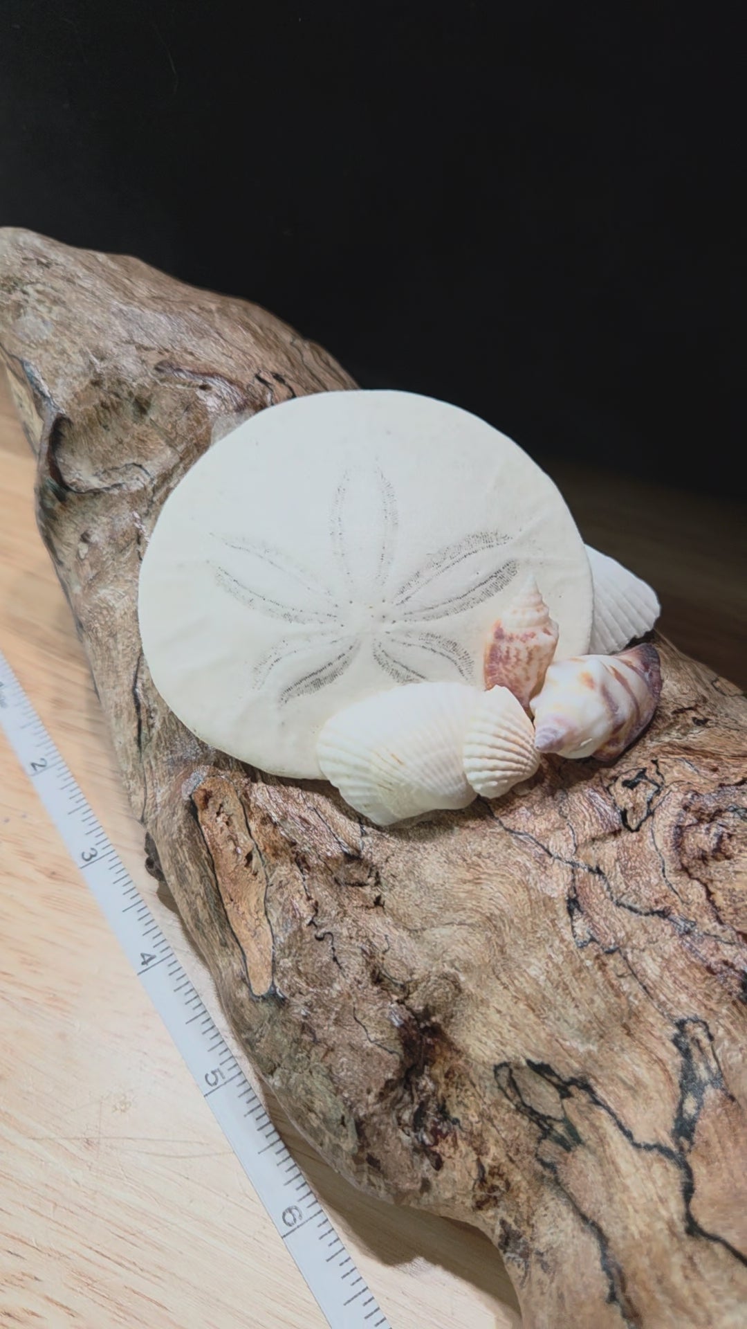 Driftwood Coastal Decor with Sand Dollar & Seashells – Hand Gathered from the Oregon Coast